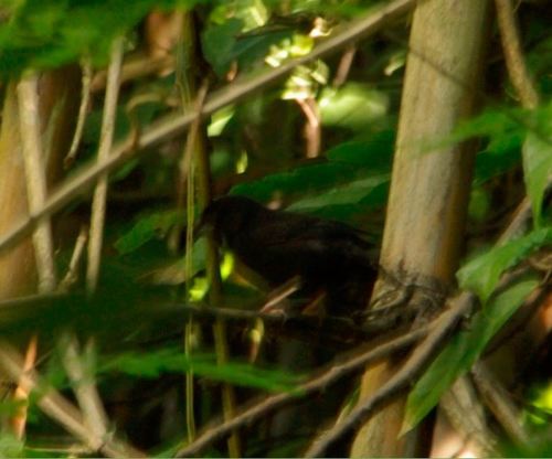 St. Lucia Black Finch (Melanospiza richardsoni), photo 3