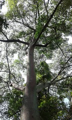 Fraxinus chinensis