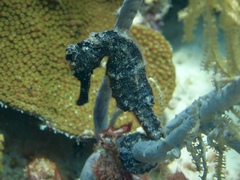 Hippocampus reidi
