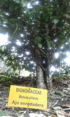Mansoa
