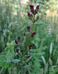 Scrophularia lyrata