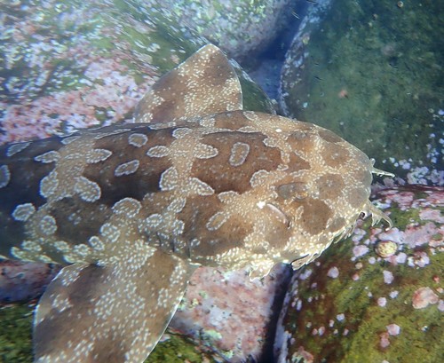 Spotted Wobbegong, photo 3 of 9