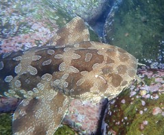 Spotted Wobbegong photo 3