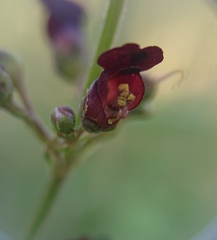 Scrophularia lyrata