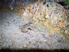 Lankanectes corrugatus