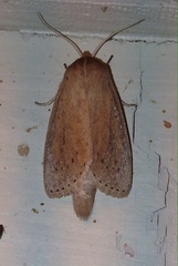 Globia oblonga