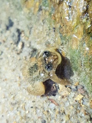 Lankanectes corrugatus