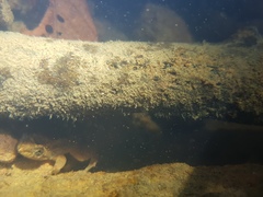 Lankanectes corrugatus