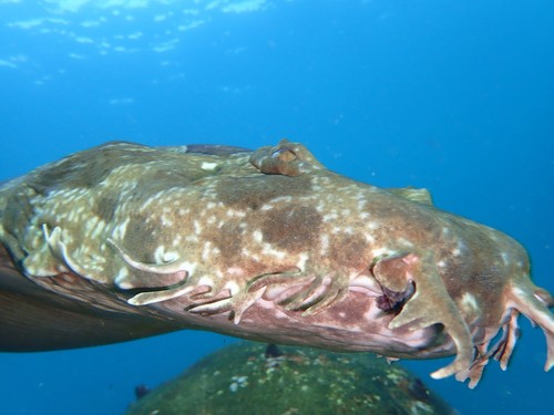 Spotted Wobbegong, photo 6 of 9