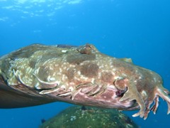 Spotted Wobbegong photo 5