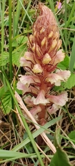 Orobanche hederae