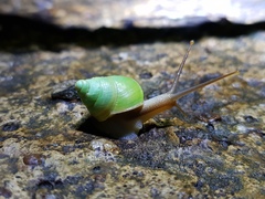 Sri Lanka Green Snail - Photo (c) Amaël Borzée, some rights reserved (CC BY-NC), uploaded by Amaël Borzée