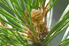 Goniops chrysocoma