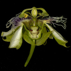 Passiflora edulis edulis