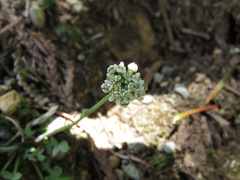 Teesdalia