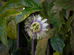 Passiflora edulis edulis
