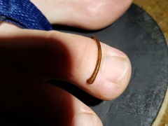 Haemadipsa zeylanica