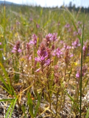 Orthocarpus bracteosus