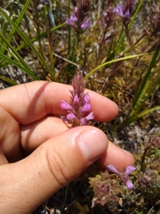 Orthocarpus bracteosus