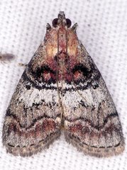 Pococera maritimalis