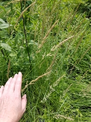 Calamagrostis inexpansa