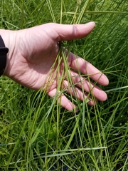 Calamagrostis inexpansa