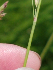 Calamagrostis inexpansa