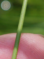 Calamagrostis inexpansa