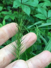 Elymus hystrix