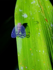 Nogodinidae