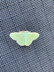 Chlorochlamys phyllinaria