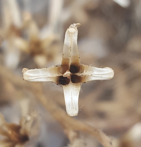 Oenothera organensis, photograph 3