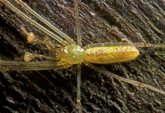 Tetragnatha rubriventris