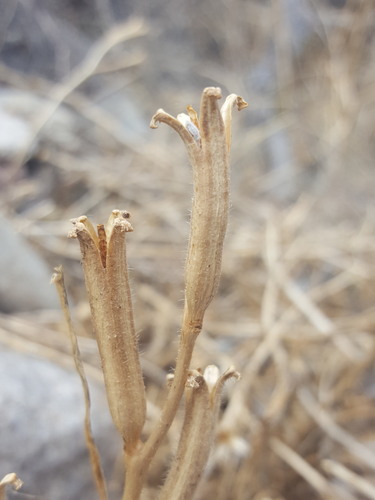 Oenothera organensis, photograph 4