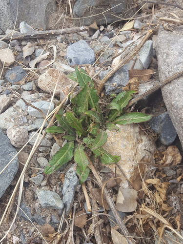 Oenothera organensis, photograph 5