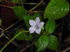 Ruellia prostrata