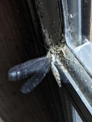 Ululodes macleayanus