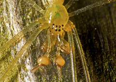 Tetragnatha rubriventris