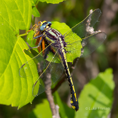 Gomphurus