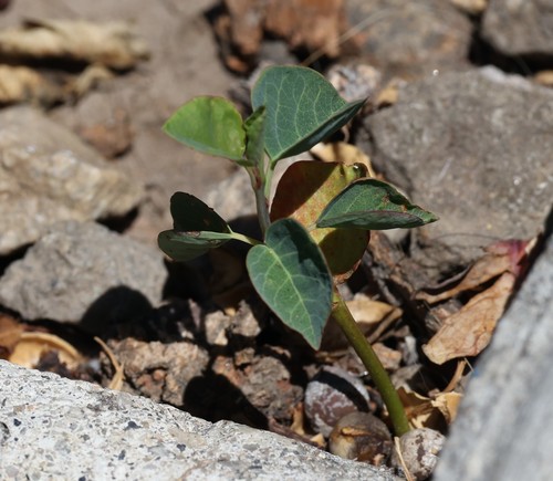 photo of Grassleaf Spurge (Euphorbia graminea)
