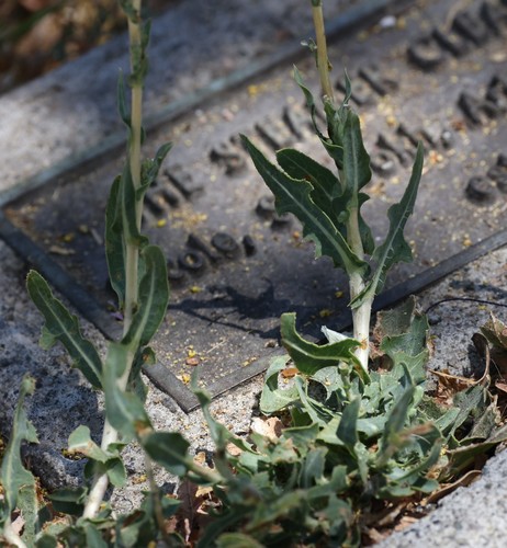 photo of Prickly Lettuce (Lactuca serriola)