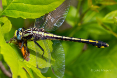 Gomphurus
