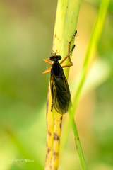 Diogmites platypterus