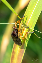 Diogmites platypterus