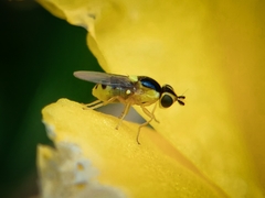 Thaumatomyia grata