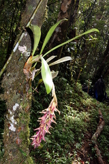 Bulbophyllum occlusum image