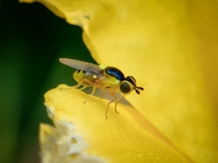 Thaumatomyia grata