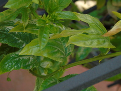 Passiflora edulis edulis