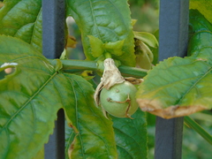 Passiflora edulis edulis