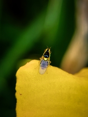 Thaumatomyia grata